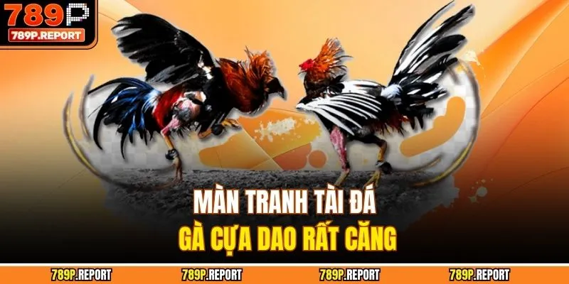 Màn tranh tài đá gà cựa dao rất căng