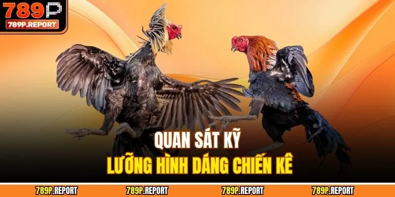 Quan sát kỹ lưỡng hình dáng chiến kê
