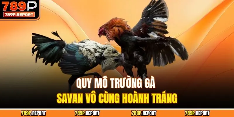Quy mô trường gà Savan vô cùng hoành tráng
