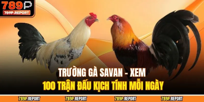 Trường Gà Savan - Xem 100 Trận Đấu Kịch Tính Mỗi Ngày